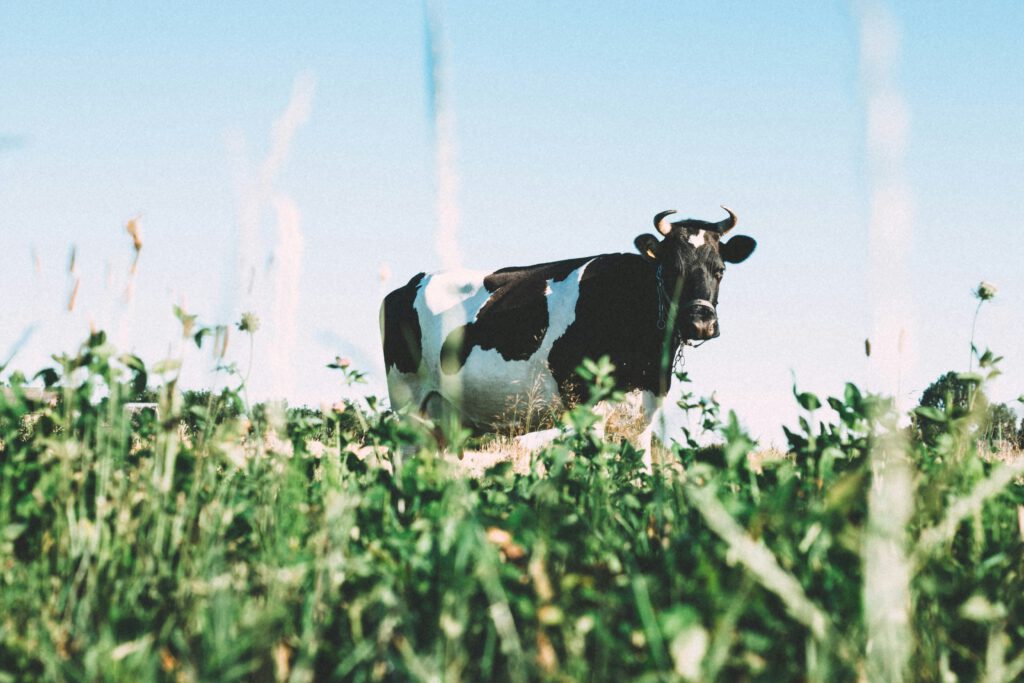 Complete Protein - Cow Complete Protein - Black and white cow grazing in a green pasture under a clear blue sky